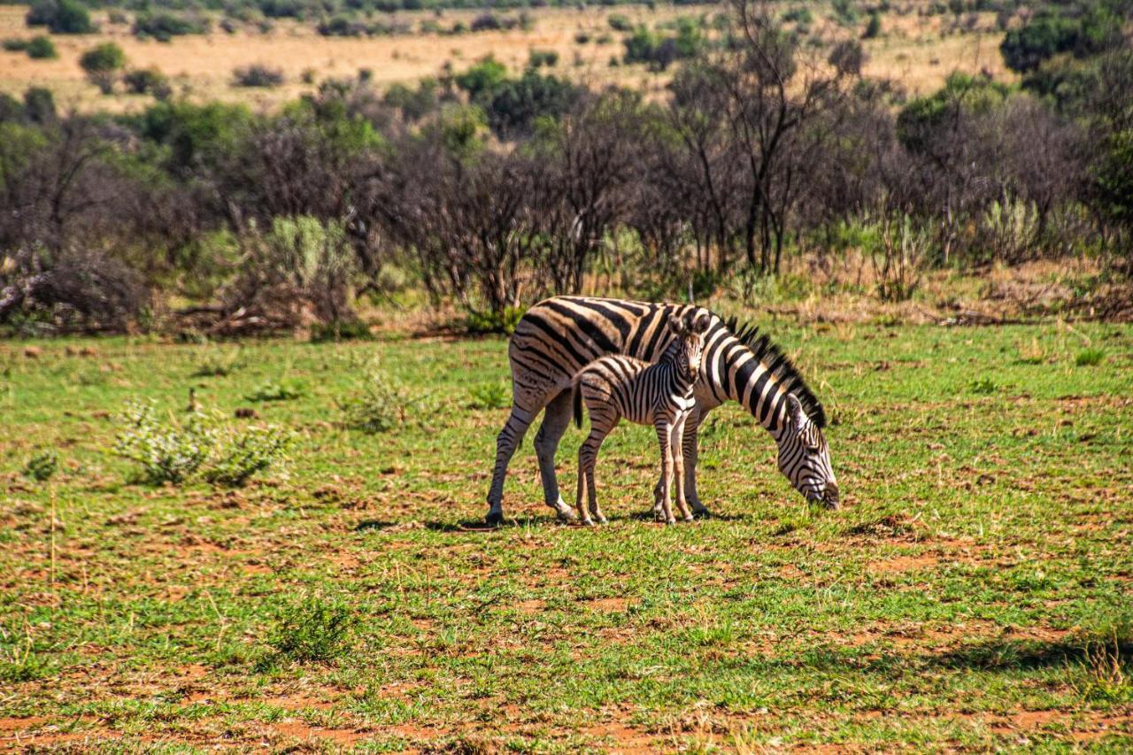 Tented Adventures Pilanesberg Buitenkant foto
