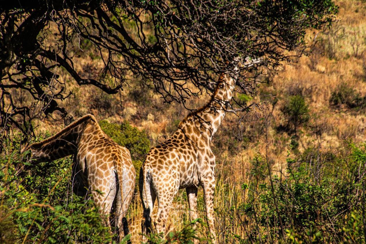 Tented Adventures Pilanesberg Buitenkant foto