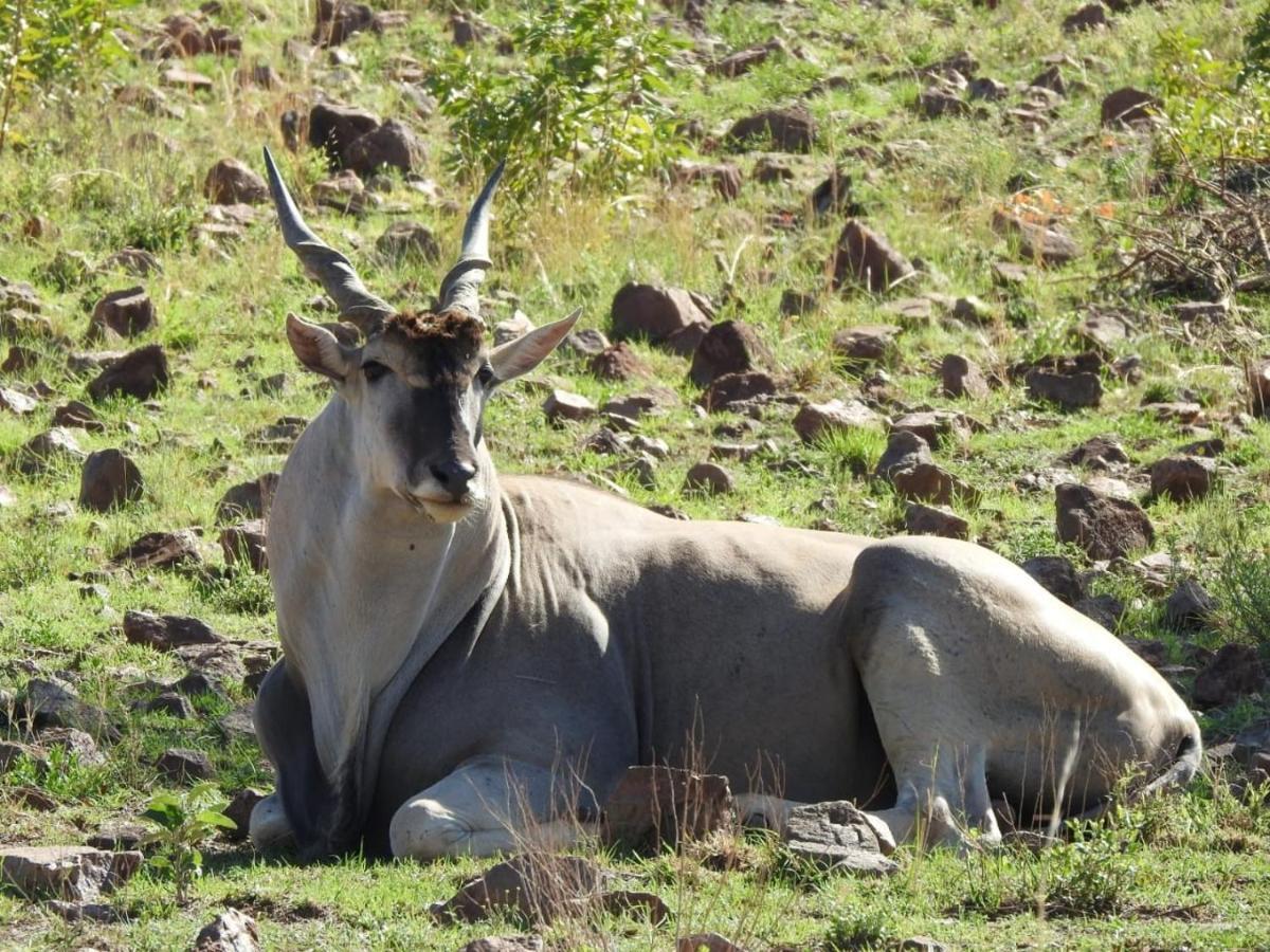 Tented Adventures Pilanesberg Buitenkant foto