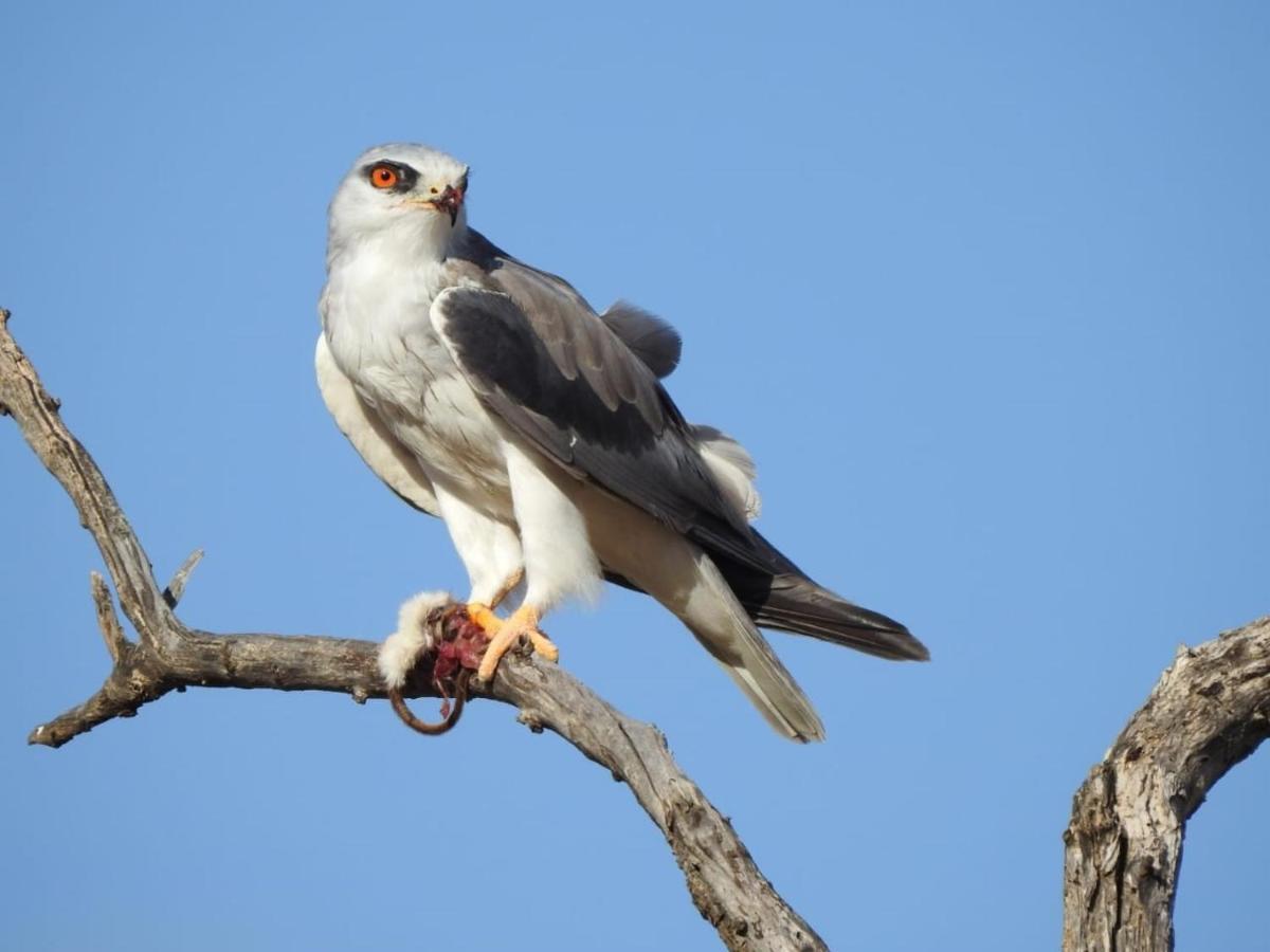 Tented Adventures Pilanesberg Buitenkant foto
