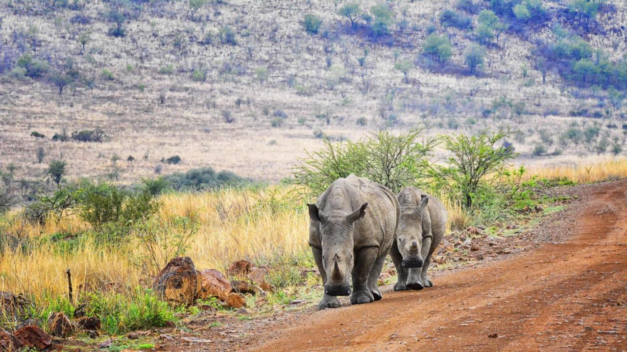 Tented Adventures Pilanesberg Buitenkant foto