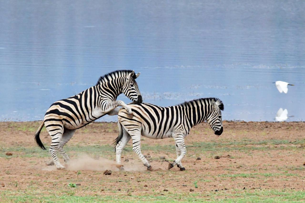 Tented Adventures Pilanesberg Buitenkant foto